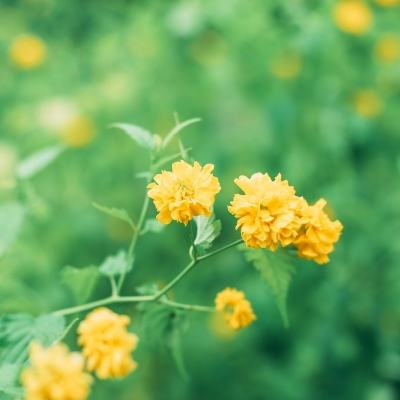 大唐荣耀无限金币版下载
